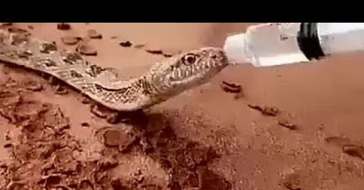 Змея пьёт воду до смерти.