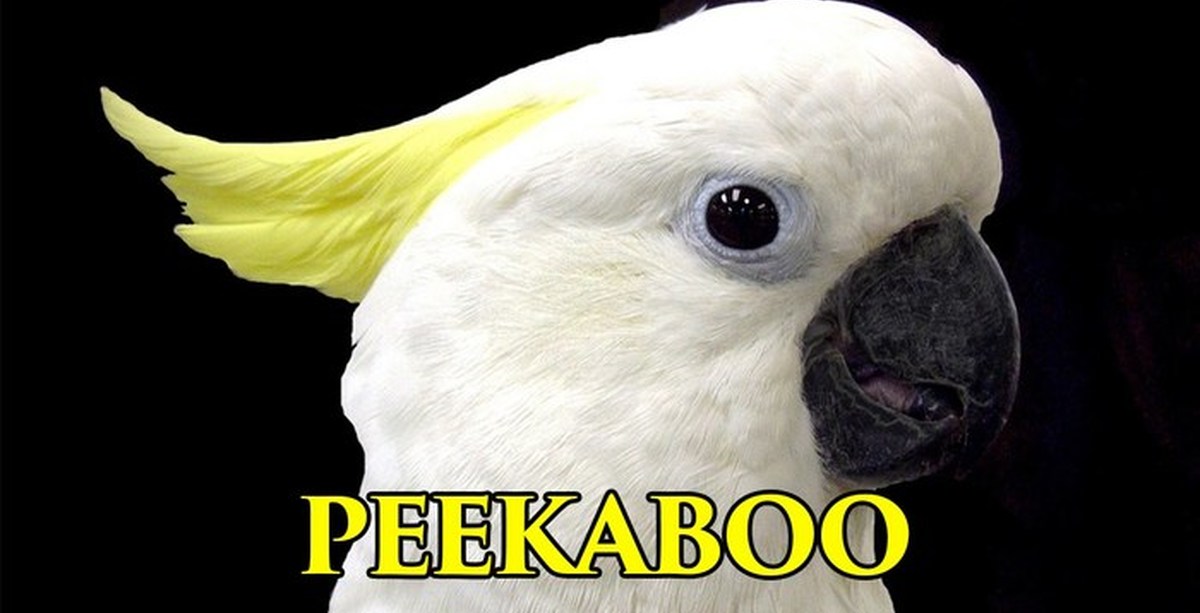 Peekaboo Cockatoo