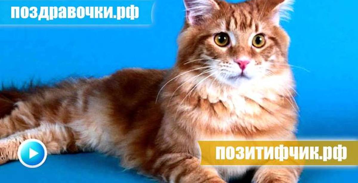 Звуки котят мяуканье для кошки живой звук. Кот мяукает. Кот с громким голосом. Кошка мяукает звук. Видео для котов со звуком.