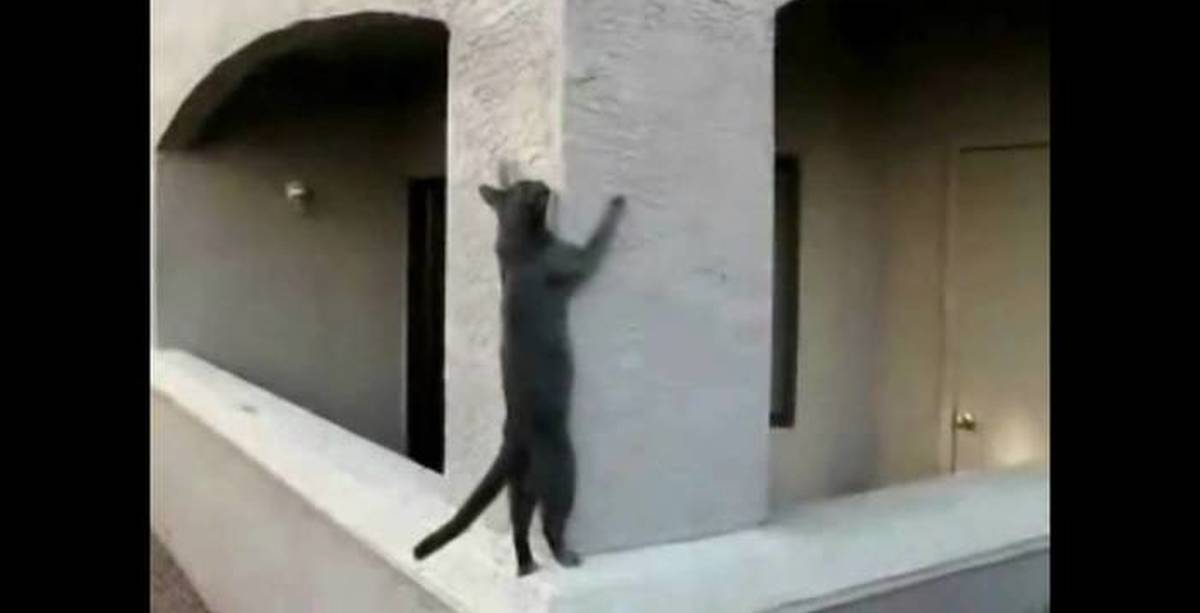 летающий кот. котики паркур. котики паркур. кошачий паркур. танцующий кот.