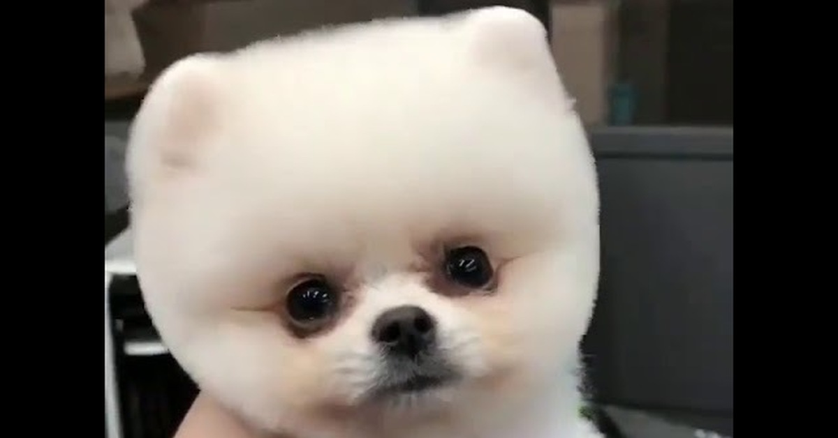 Померанский шпиц груминг. Шпиц померанский нестриженный. Малый шпиц груминг. Померанский шпиц стриженный. Померанский миниатюрный шпиц стрижка.