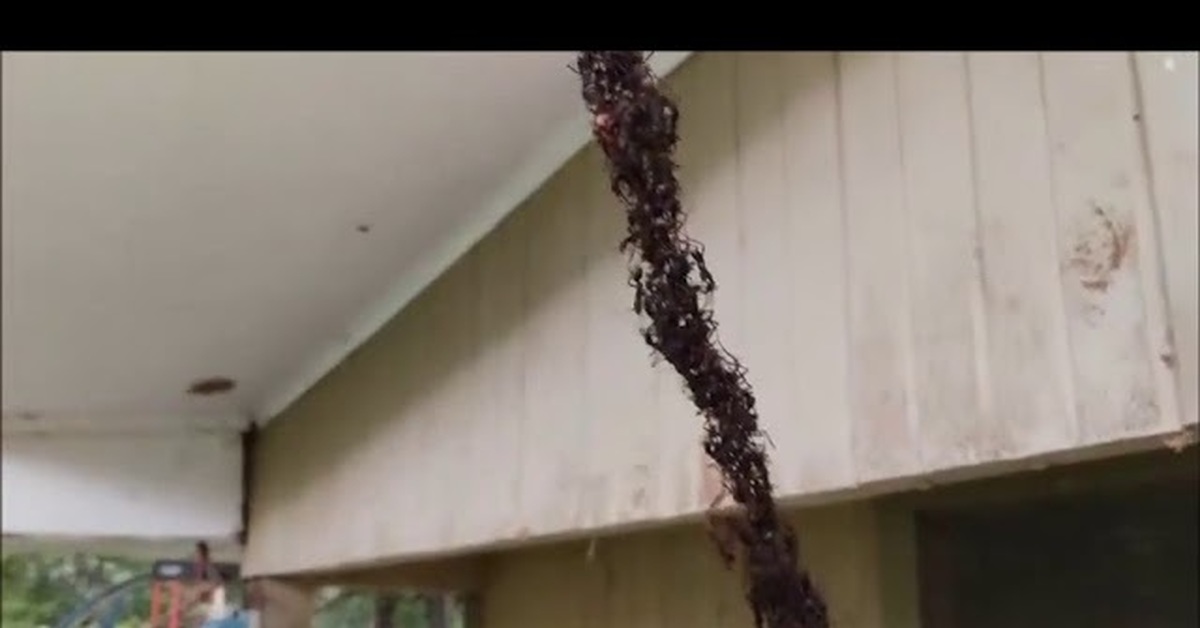 Уничтожение муравьев монетная 23. Кочевые муравьи атакуют осиное гнездо. Муравьи напали на осинное гнездо. Муравьи разоряют осиное гнездо.