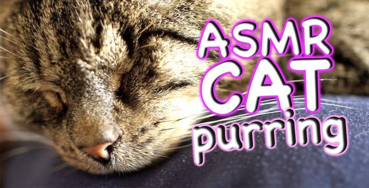 Asmr cat