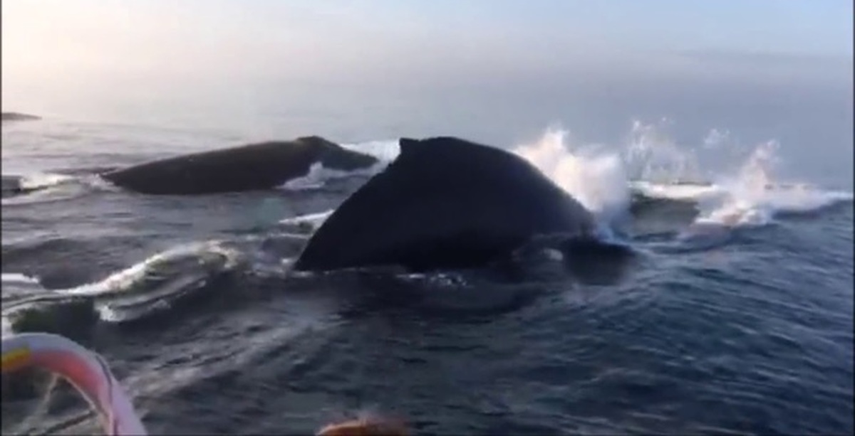 Териберка касатки киты. Видео киты выпрыгивают. Териберка горбатые киты. Видео киты выпрыгивают. Видео киты выпрыгивают.