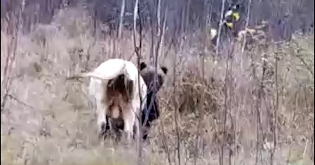 Медведь Загрыз Мужчину Фото
