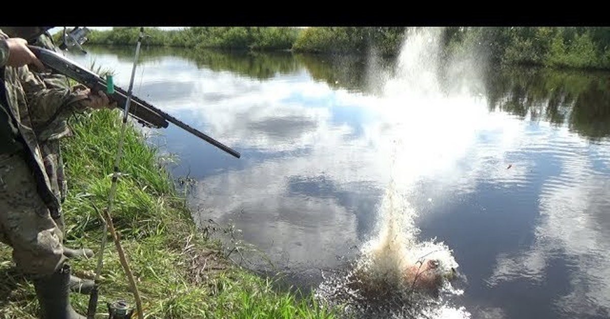 Сибирский странник видео. Сибирский Странник 2019. Сибирский Странник 2019 охота. Сазаны Сибирский Странник. Сибирский Странник рыбалка на паук.