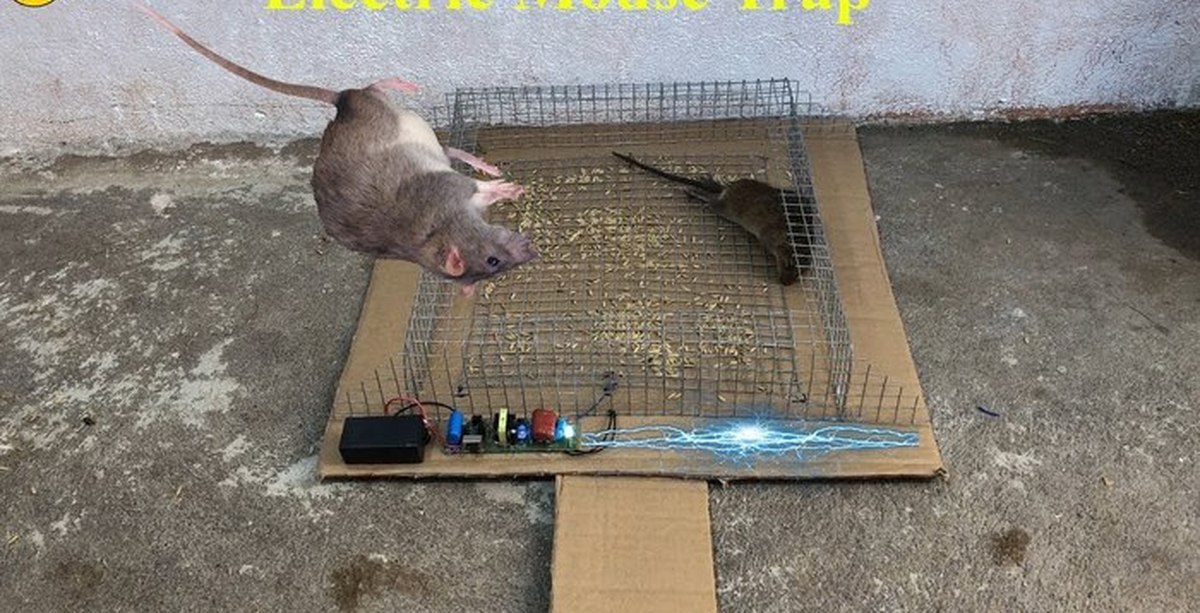 Крысы в идеальных условиях. Крысоловка электрическая Electric rat Trap. Хитрые ловушки для крыс. ЛОВУШКА для домашней крысы.