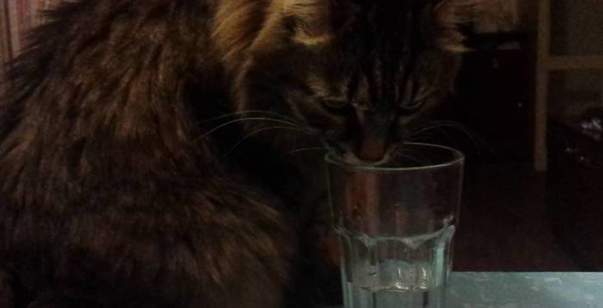 Кошка пьет лапой. Кот пьет воду из стакана. Кот со стаканом в лапах. Кот пьет яйцевую воду. Кот пьет лапой воду лежа.
