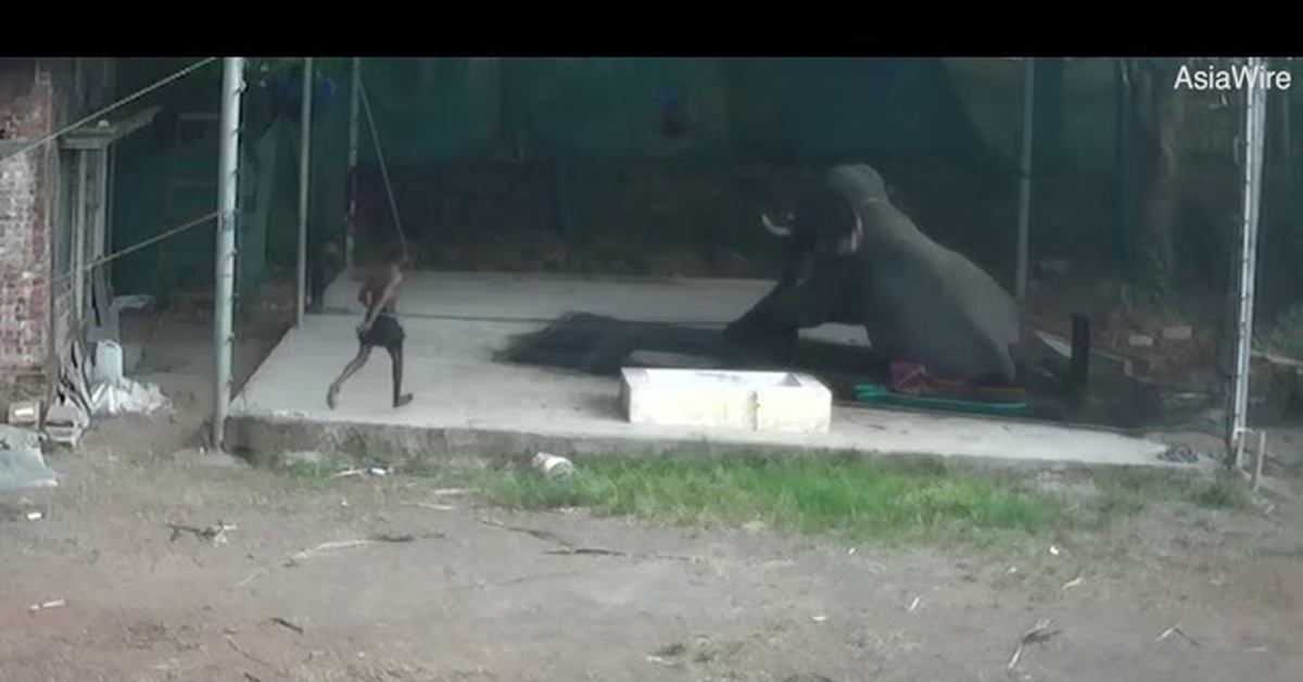 Слониха раздавила лицо. Раздавливание слонами. Слон раздавил человека. Слон раздавил человека. Слон перевернул машину.