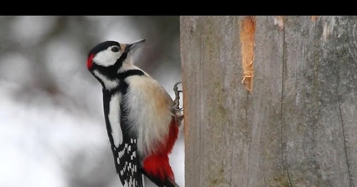 Пестрый дятел. Дятел детский. Дятел зимующая птица. Брльшой перистый лятел. Тукран слушать.
