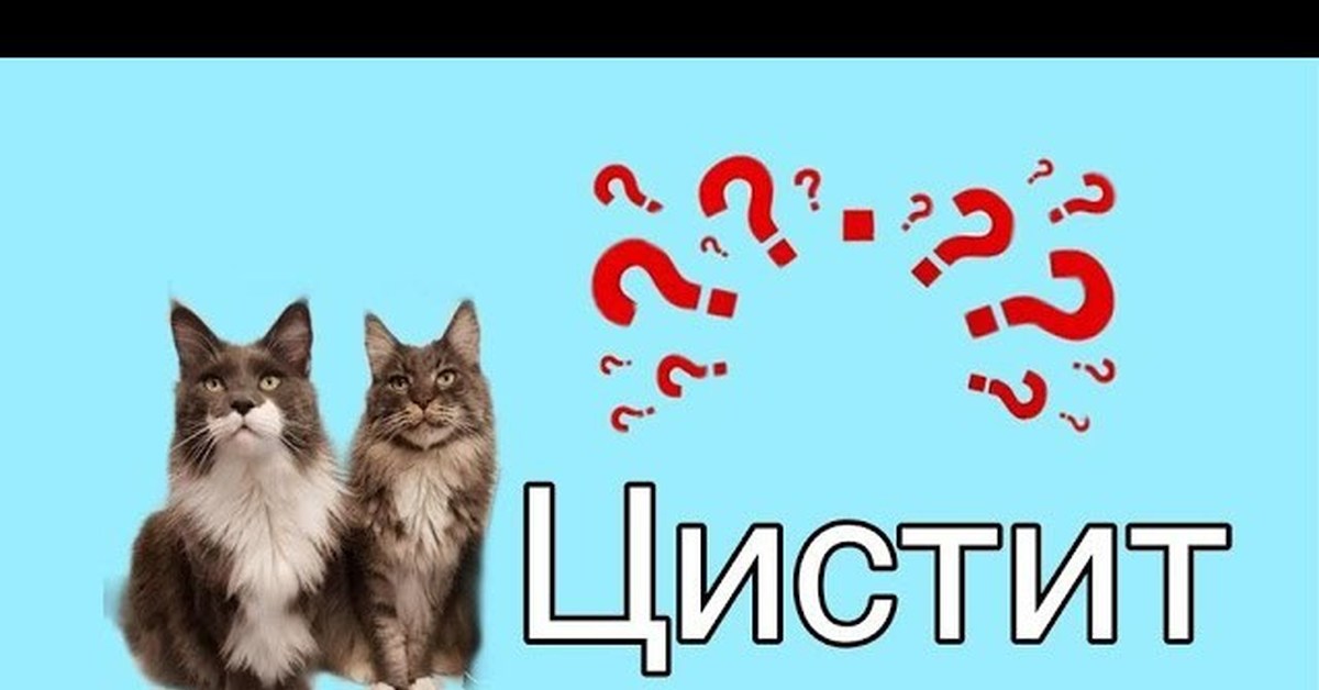 Как проявляется цистит у кошек