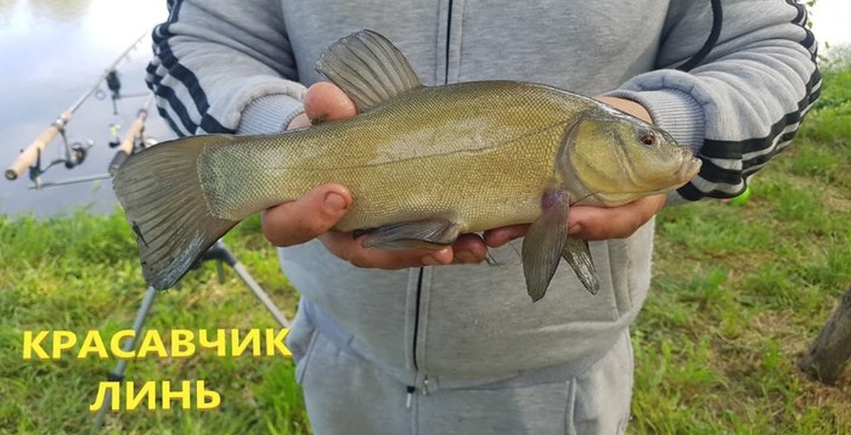 Карп карась линь. Линь и Ленок. Лини и караси. Рыба Линь и Ленок. Рыба Линь и Ленок разница.