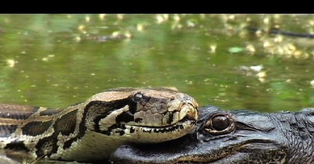 Крокодилы едят змей. Флорида питон Аллигатор. Анаконда против аллигатора.