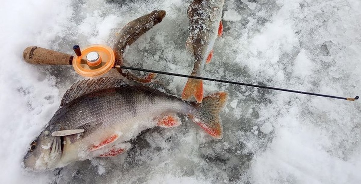 Ловля рыбы зимой видео на блесну