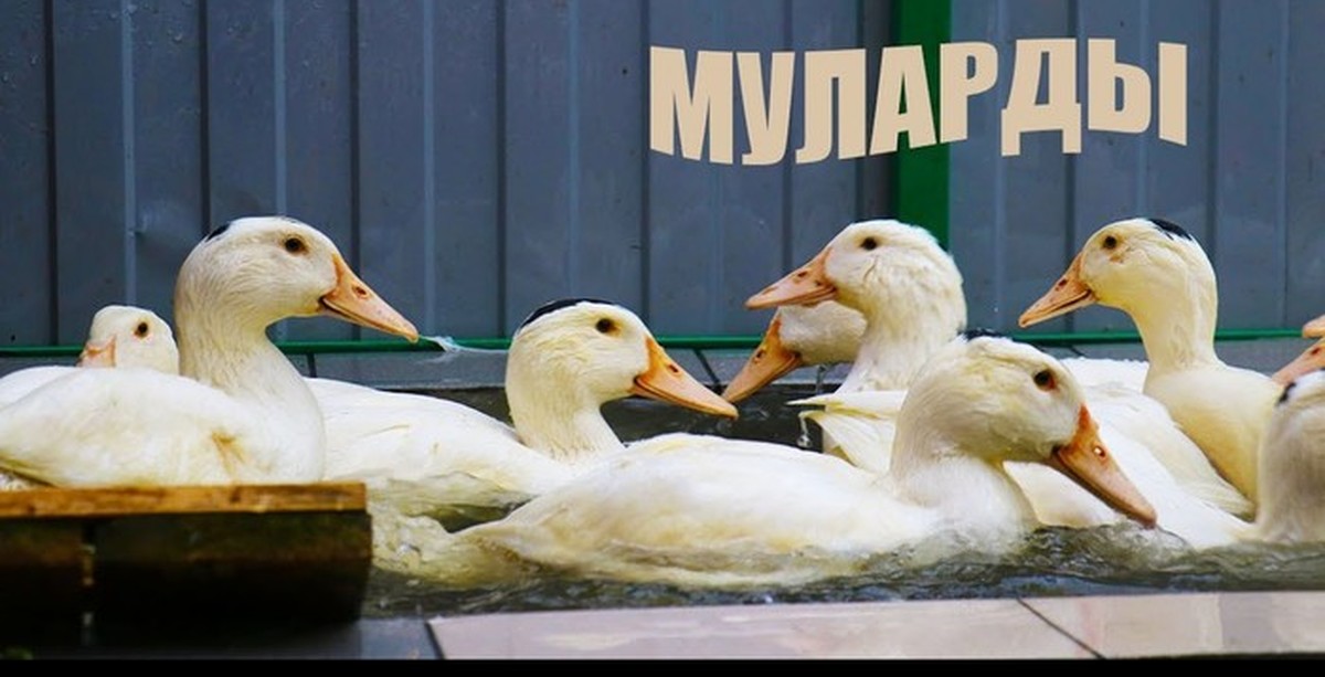 Утка Мулард Описание Породы Отзывы Фото