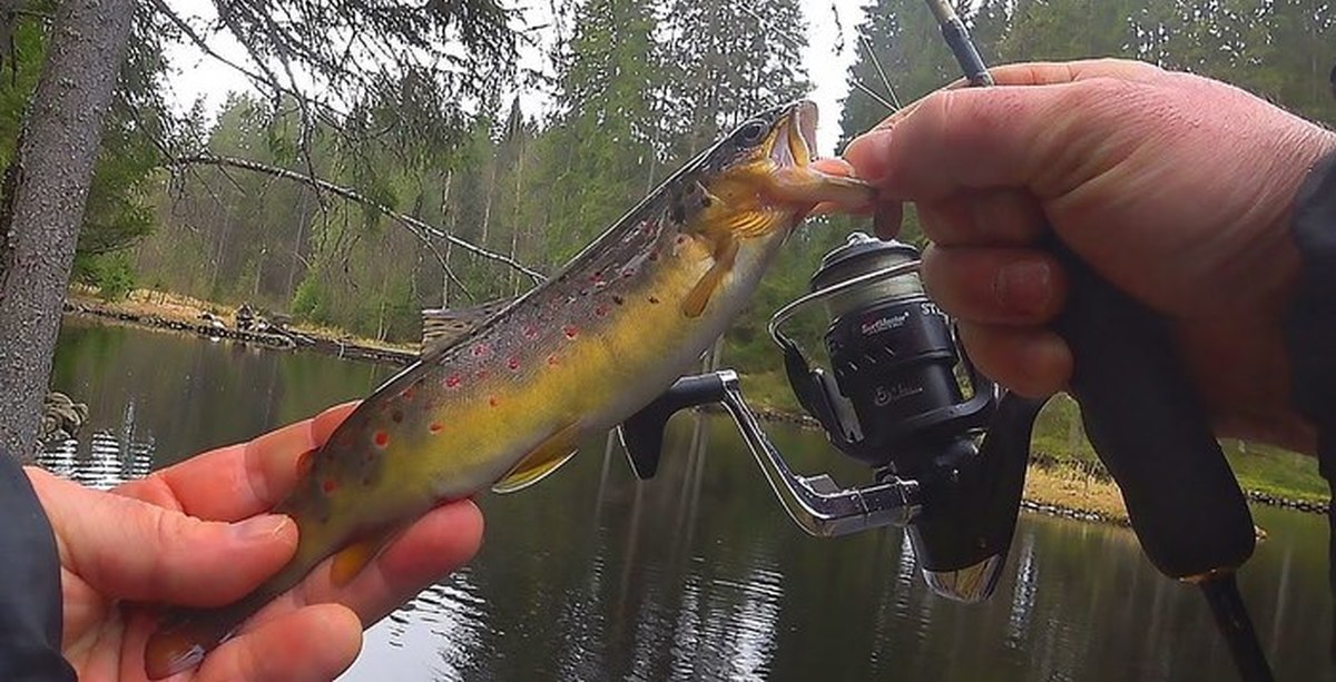 Форель на тенкару. На что ловить форель в горных реках. Как ловить форель. Ловля форели зимой на платниках. Ловля форели видео.