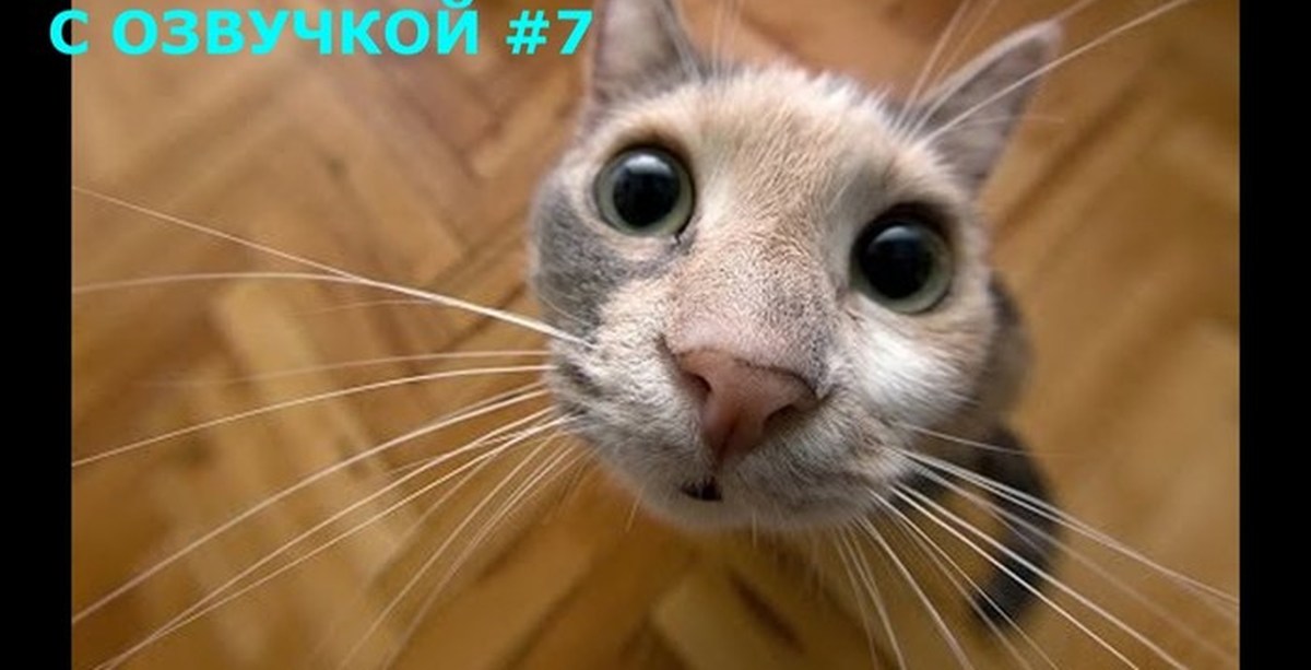 Реалистичные мягкие игрушки животных. Фото животных кавай. Красивые животные. Песчаная лисица фенек. Фото животных вызывающие улыбку.