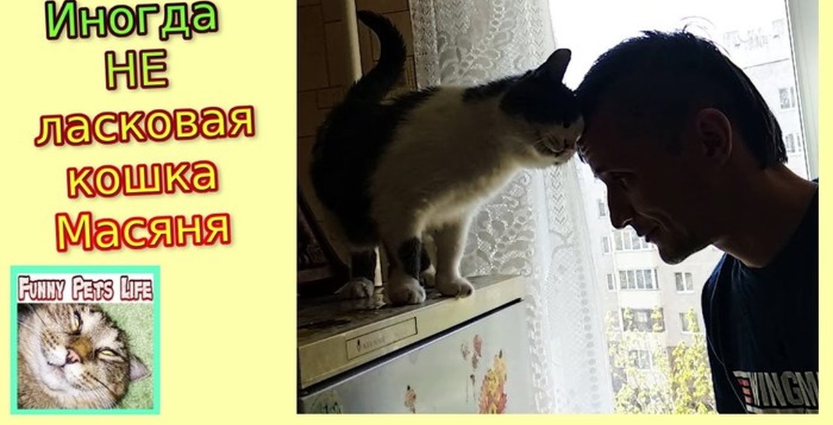 Бадается Или Бодается