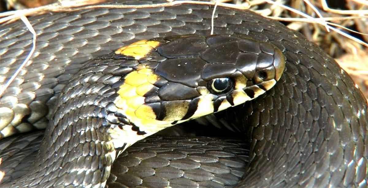 Черная с желтыми пятнами на голове. Обыкновенный уж Natrix Natrix. Уж обыкновенный - змея неядовитая. Желтая гадюка. Мадагаскарский уж Шлегеля.