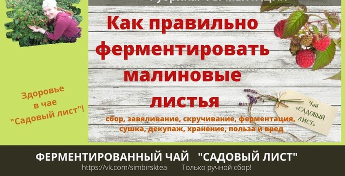 Как приготовить ферментированный чай из малины. Ферментация листьев малины. Ферментированные листья малины. Как ферментировать листья малины. Ферментация малины в домашних условиях.