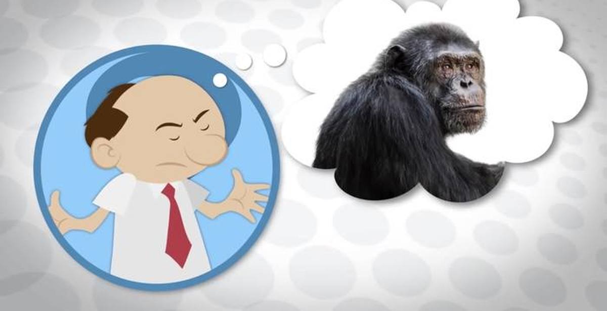 Обезьяна не понимает. Почему обезьяны не эволюционируют в человека. Энэфти обезьяна.