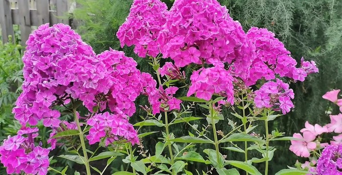 георгины флоксы. флоксы клумбовые. флоксы с гортензиями фото. лилии, георгины и флоксы. астра пион флокс.