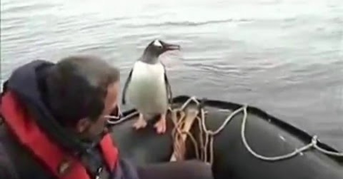 Пингвин касатка лодка
