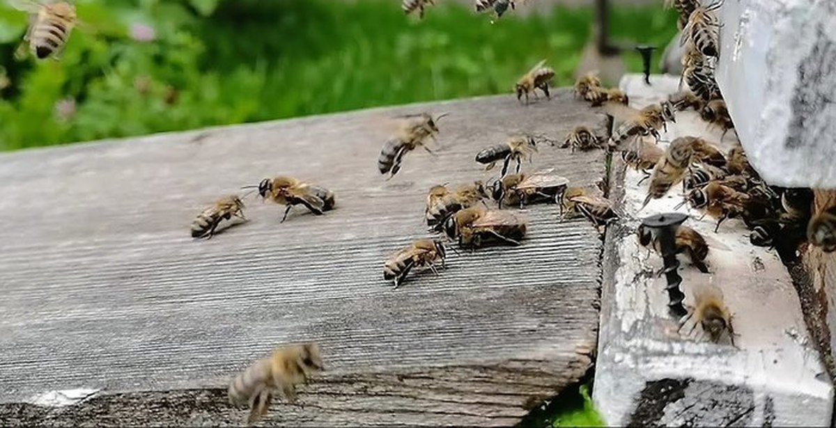 Сибирь пчелы. Рой трутней. Пчелы в Сибири. Трутень карники. Пчелы выгоняют трутней из улья.
